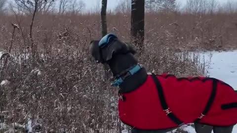 First Snowy Hike of the Season With Great Dane Moose and Friends