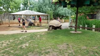 Giant Tortoises at Full Speed