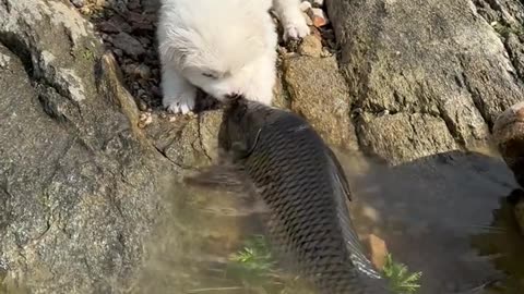 Fish and cat love