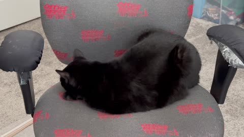 Adopting a Cat from a Shelter Vlog - Cute Precious Piper is a Fuzzy Black Snail #shorts