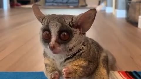 a Bush baby!! 💞💞💞💞💞 so cute 😍💞💞💞💞