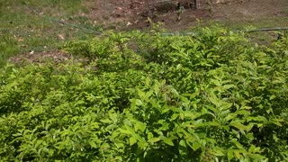 Blueberries blooming