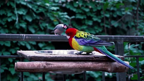 Bird and animal Nature And Wildlife Video 4K VIDEO ULTRA HD 60FPS is beautiful creature on planet