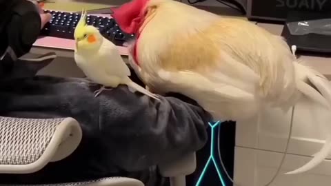 Something wrong with the second parrot 🤣