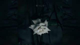 Wild - Dan Passenger