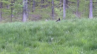 Wildlife: peacock 🦚 on a walk