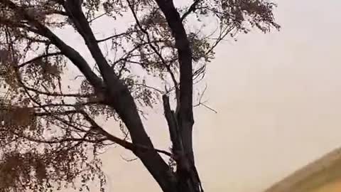 Dust Storm Sends Woman Running With Raccoon