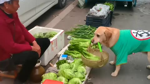 Dog buy vegetables funny animals video 🤣