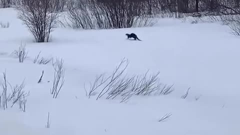 A skiing otter!!!