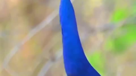 MALE PEACOCKS 🦚 MAKE DISTINCTIVE “MAYUR” CALL DURING THE BREEDING SEASON TO ATTRACT FEMALES & ESTABLISH DOMINANCE