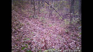 videos of deer,bobcat,coyotes,turkey