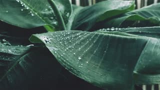 Rainfall With Relaxing Music