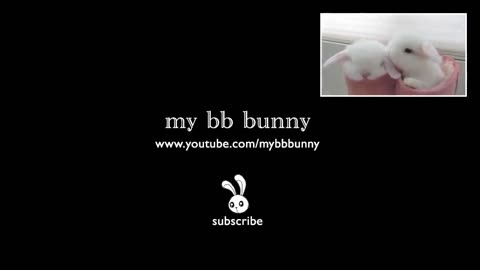 Cute Baby Bunny Washing Her Face