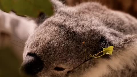 Koala Eating Leaves Cute video