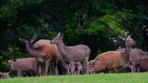 Red Deers Battling