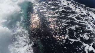 Orca chase in the Sea of Cortez...Bahia de los Angeles, Mexico