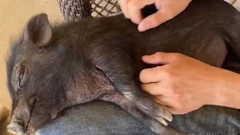 Rescue Piggy Enjoys Relaxing Massage