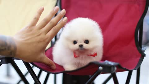 Pretty Puppy Video Mini Puppy Pomeranian