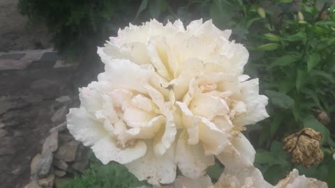 Dirty white rose