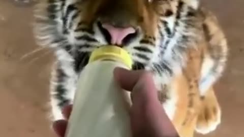 Tiger cub feeding