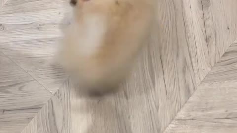 Pomeranian puppy chasing her tail