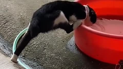 Kitten drinking water