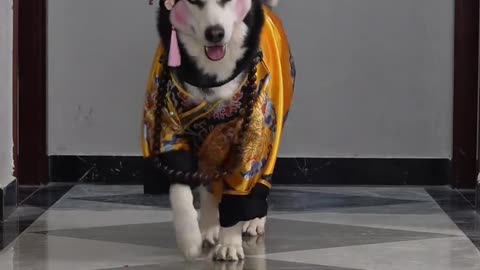 Husky fashion show#Husky #dog #Labrador #fashion