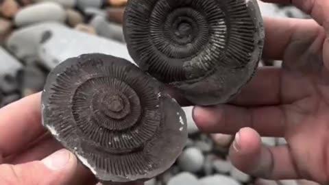 Finding fossils inside rock