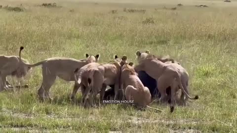 Lion attack,lion danger video , Lion, Rumble viral video,