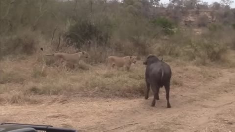 Lion vs Buffalo fight to Death | Wild Animals