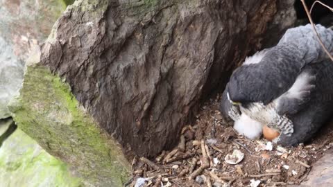 Peregrine Falcon Nesting 4k HQ