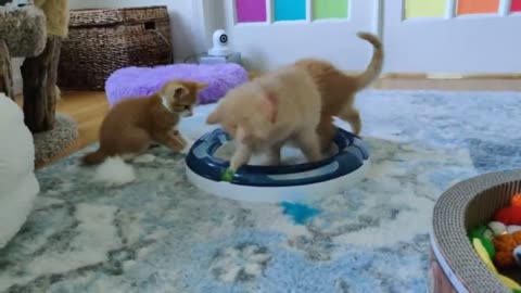Kitten Academy Outage Update kitten , mother cat and some puppies playing together #rumble #rumbling
