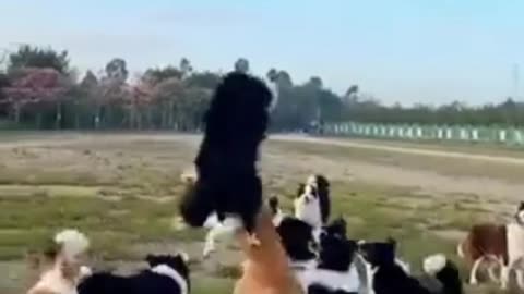 Funny dogs and cats fights