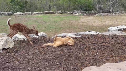 Cat Pretends To Stalk Fawn Best Friend