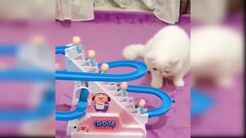 Funny cat play