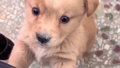 Sweet and lovely puppy dog🐶🐶🐕🐕🐕