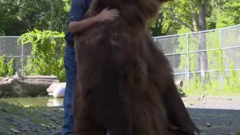 It's amazing that this man gets along so well with Bear