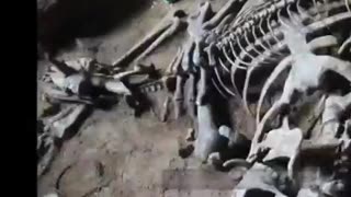 Giant bones