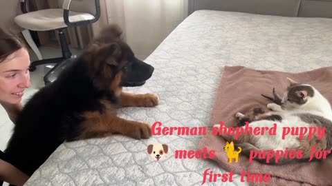 German shepherd puppy 🐶 meets 🐈 puppies for first time