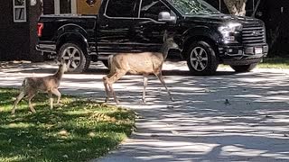 Perfect Family of Deer waltzing thru Boise Idaho by ManicBeastBoise