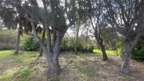 EXPLORING A GOLF COURSE BUILT ON BURIAL MOUNDS - Plantation, FL