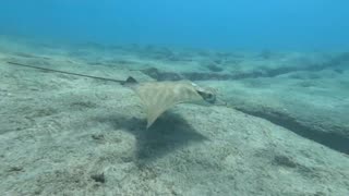 Scuba diving with rays in Fuerteventura