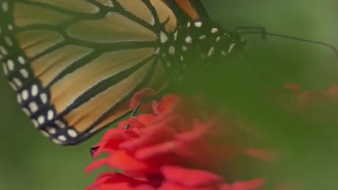 Nature's Magic: From Caterpillar to Monarch Butterfly