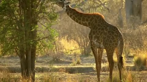 Wildlife Brave Giraffe kick Five Lion to Save baby