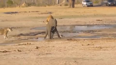 Divine Battle: Elephant God Fights Madly, Defeating Lion to Save Warthog, but at a High Price!"