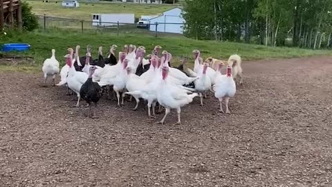 Lassie with the turkeys