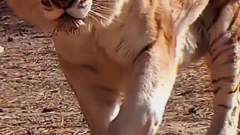 Lion tiger liger