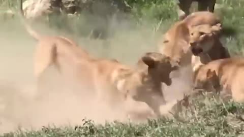 Friercest battle of lioness