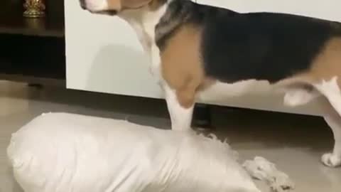 Beagle upto no good and then the doorbell rings