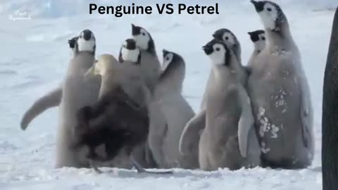 Patel VS Penguine